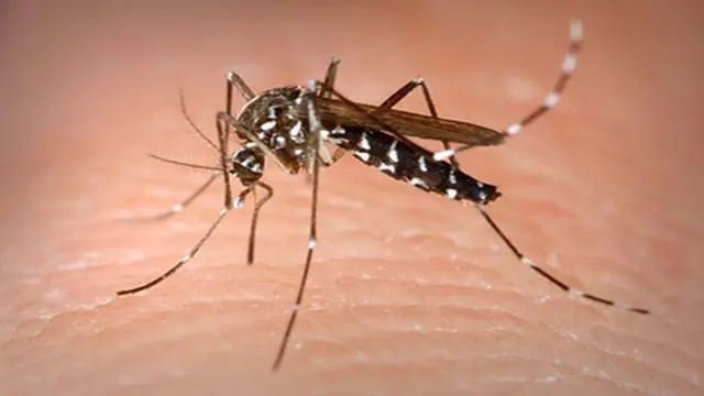 Sangre, picazón y drama: Los secretos más tóxicos de los mosquitos