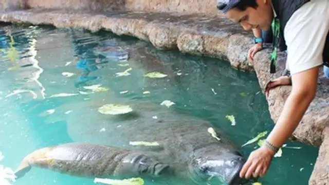 Conoce a la "Sirena viviente": el mamífero dócil que protagoniza este 7 de septiembre