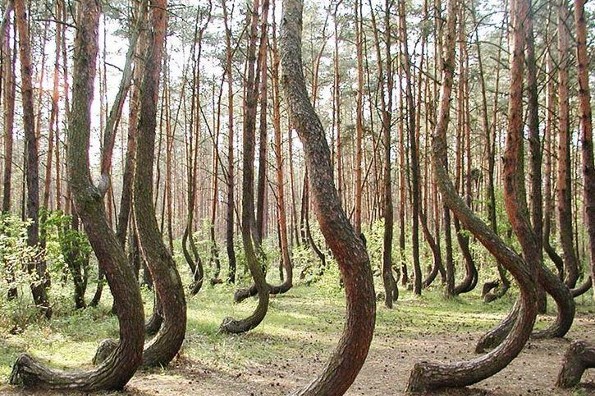Los extraños árboles de Pomerania, Polonia