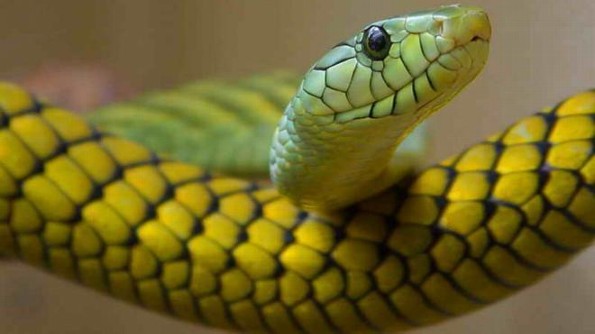 Cientificos afirman que las serpientes existen desde hace 167 millones de años