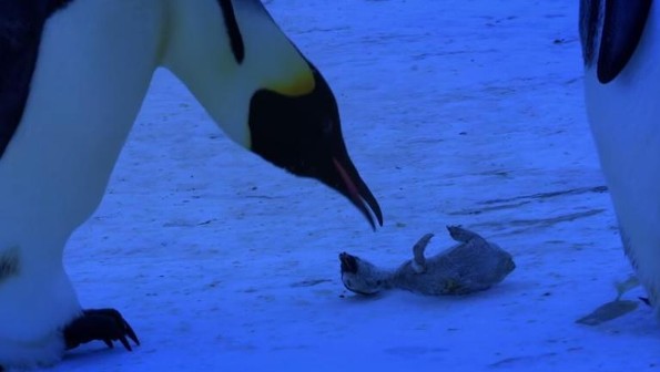 Pareja de pingüinos llora por su bebé congelado 