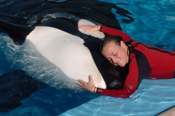 Murió Tilikum, la orca que mató a su entrenadora en SeaWorld (FOTOS)