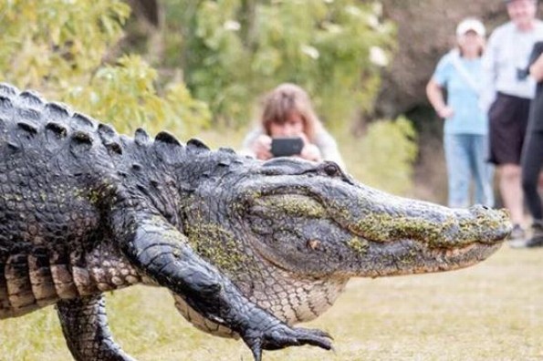 ¡Qué miedo! ¡Captan a un caimán gigante en Florida! (VIDEO)