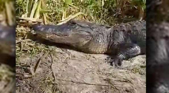 Se acercan para grabar y fotografiar un caimán y ¡ocurre algo insólito! (VIDEO) 