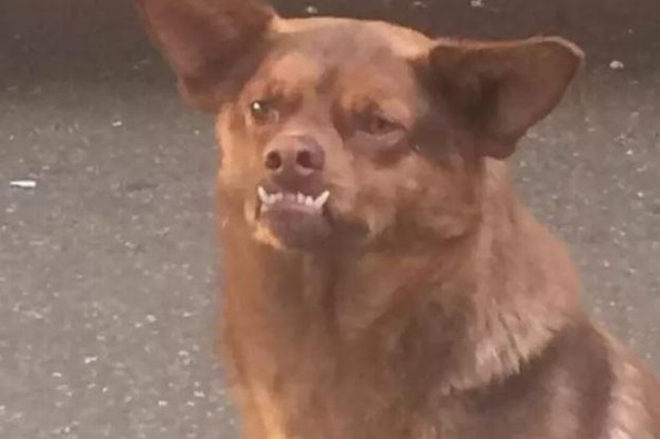La historia de ‘Chilaquil’, el perro que se robó nuestros corazones ¡y se volvió viral!
