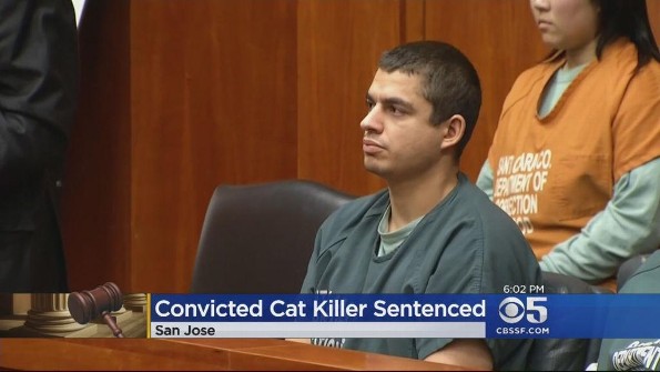 Asesino de gatos es sentenciado ¡con 16 años de cárcel!
