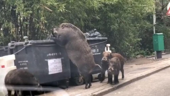 Captan a enorme jabalí buscando comida en la basura (+VIDEO)