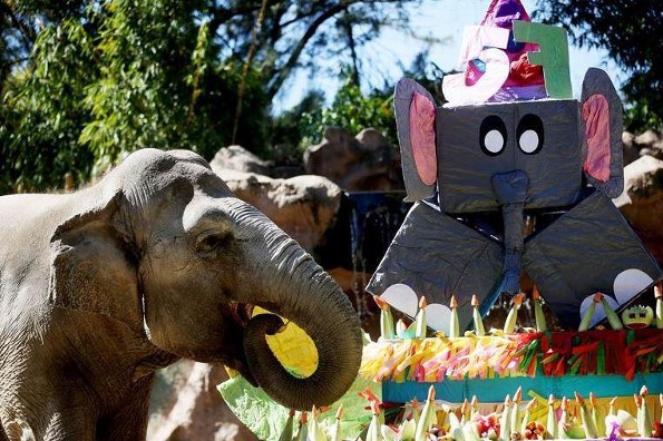 Elefanta Trompita llega a edad récord... ¡y celebra con pastel de 105 kilos! (+VIDEO)