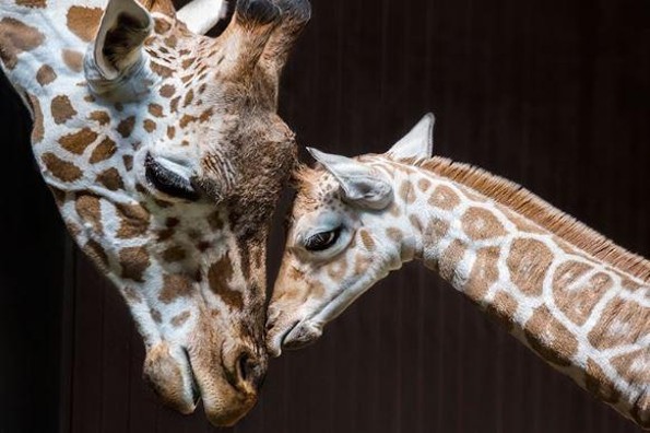La jirafa, otra especie en peligro de extinción (+VIDEO)