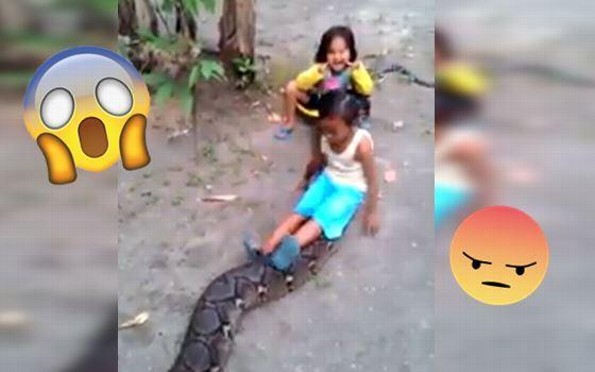 Niñas jugando con gigantesca anaconda genera indignación en redes (+VIDEO)