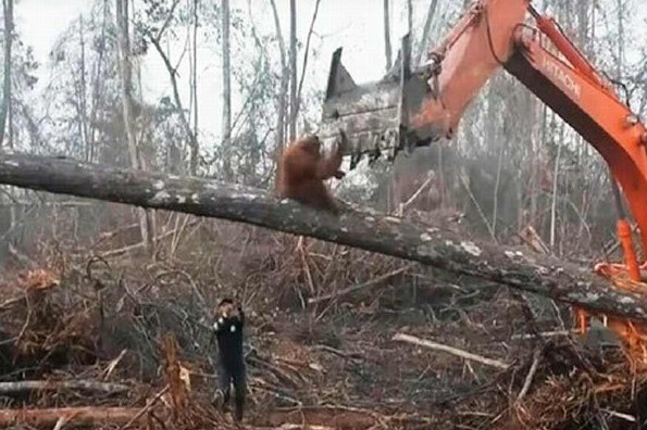 Orangután pelea contra maquina excavadora que destruye su hogar (+VIDEO)