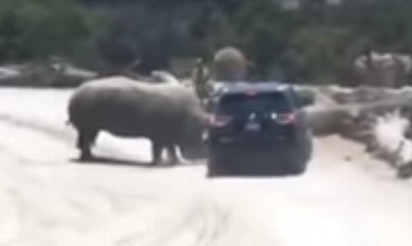 Rinoceronte ataca vehículo familiar en parque recreativo (+VIDEO)