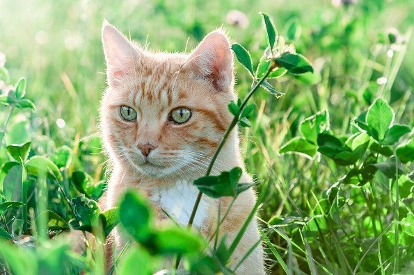 Hoy es el Día del Gato ¿sabes por qué?