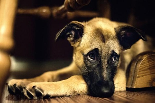 Veterinario revela qué hacen las mascotas antes de morir (+FOTOS)