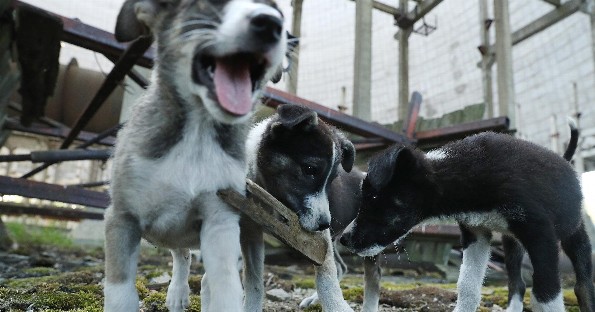 Chernobyl, la ciudad llena de perritos que no puedes adoptar