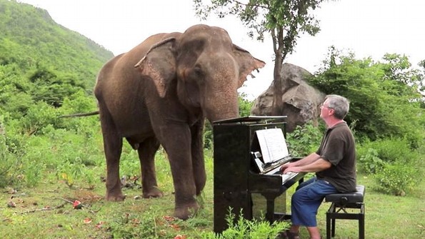  ¡El Encantador de Elefantes! Pianista calma elefantes con su música (+VIDEO)
