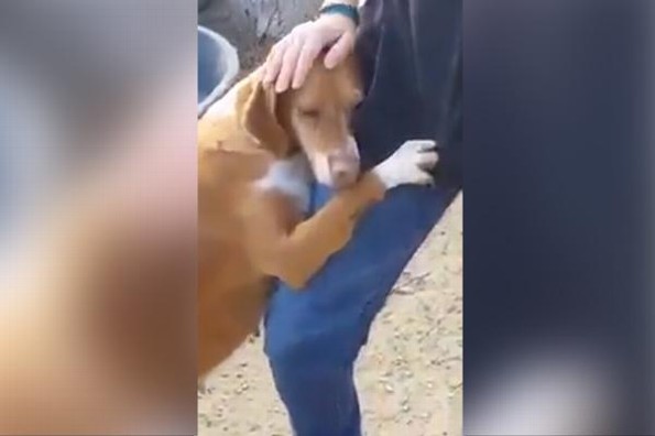 ¡MIVI! Perrito de la calle no suelta a reportero durante una entrevista #VIDEO