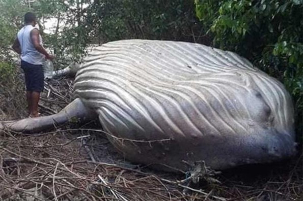 Cuerpo de ballena es encontrado a media selva del Amazonas #FOTO