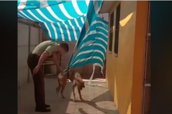 Policía salva a un perrito y este se lo agradece con un tierno abrazo  #VIDEO