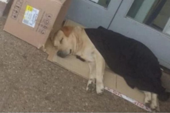 Perrito espera afuera del hospital sin saber que su dueño falleció