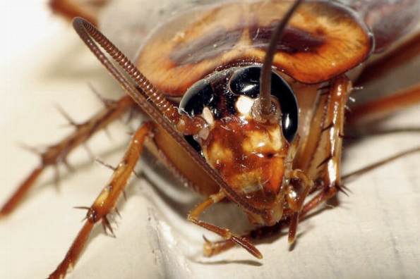 Checa el reto viral de tomarse una selfie con una cucaracha #FOTO
