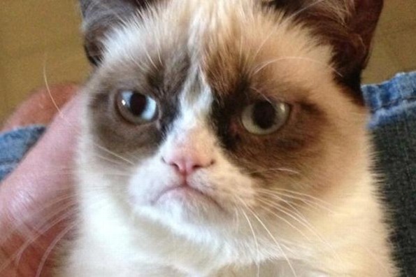 Muere Grumpy Cat el gato más famoso de internet 