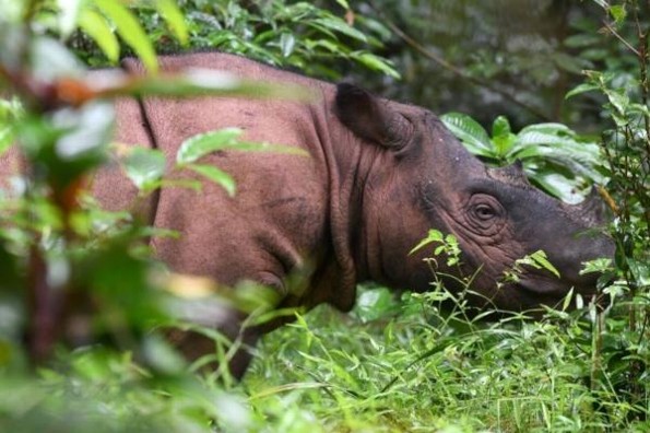 Muere el último rinoceronte de Sumatra macho de Malasia 