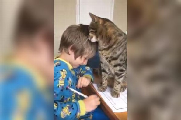 Tierno gato interrumpe la tarea de su dueño para pedir amor #VIDEO