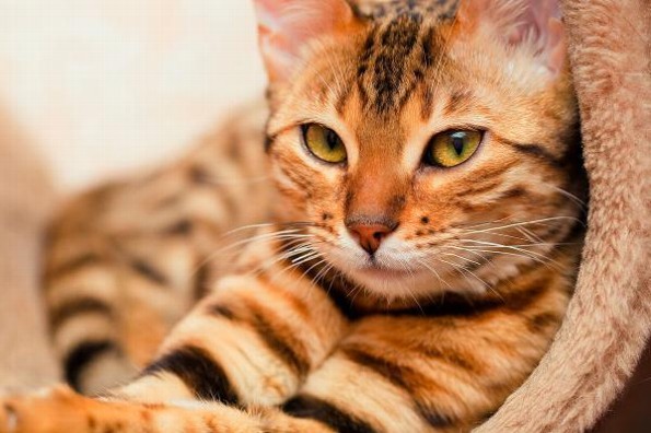 Hoy se celebra el #DíaInternacionalDelGato 