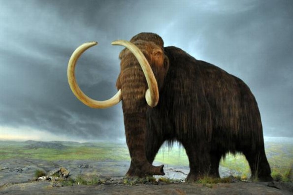 Hallan fósil de Mamut de hace 13 mil años en Jalisco