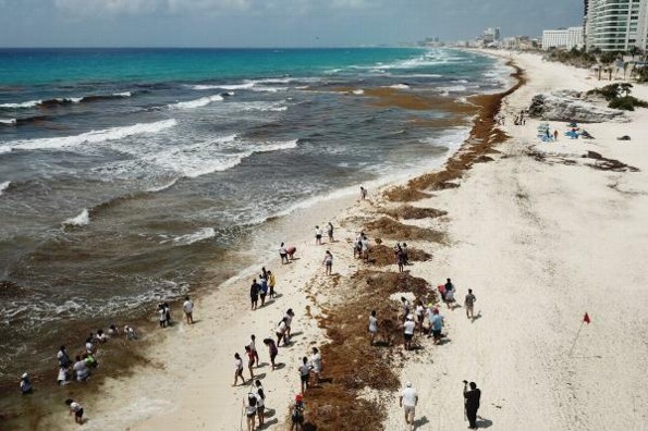 Venden sargazo mexicano por internet hasta en ¡Tres mil pesos!