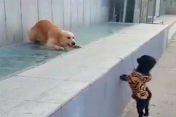 Perrito recibe su ´primer beso´ y se hace viral #VIDEO