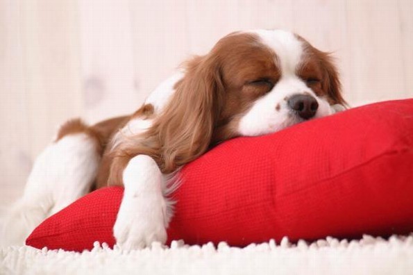 ¡Confirmado! Perros sueñan con sus amos mientras duermen 