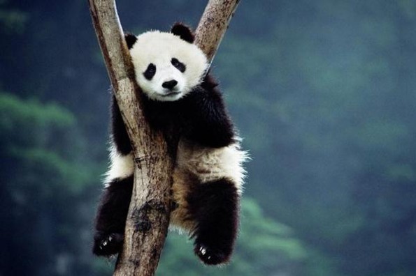 Conmemoran el #DíaMundialDeLosAnimales en redes sociales