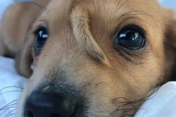 Hallan perrito con mini ´ colita´ en la cara #FOTOS