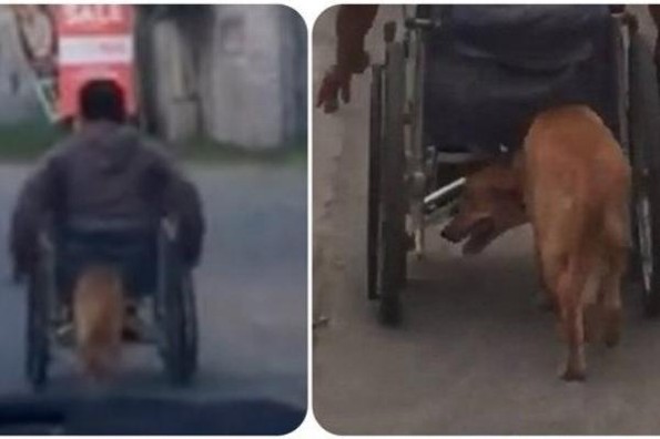 Perrito empuja silla de ruedas de su amo con discapacidad #VIDEO