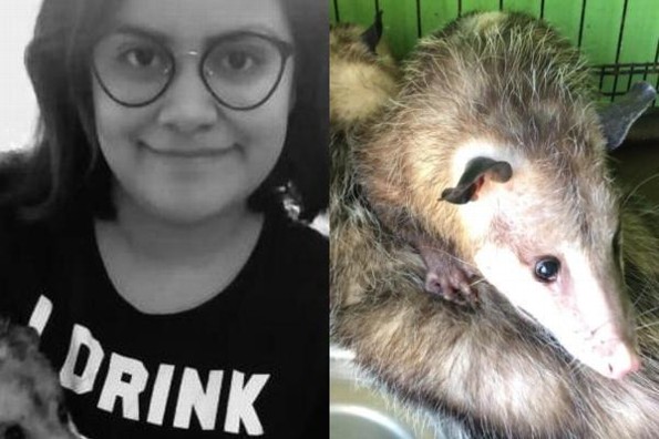 Chica rescata tlacuaches para darles hogar #FOTOS