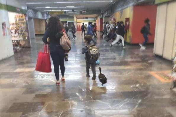 Captan a un pato con tenis en el Metro de CDMX (+fotos)