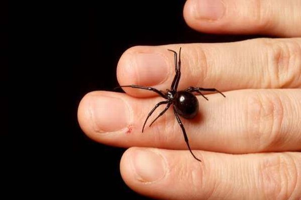 Niños intentan convertirse en 