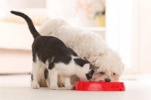 Recomiendan sana alimentación de mascotas en cuarentena para evitar sobrepeso