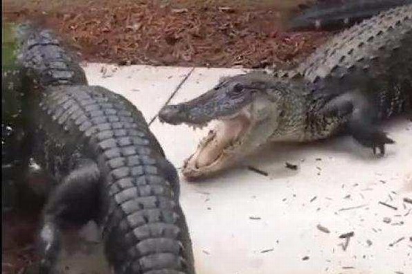 ¡Qué terror! Abre la puerta de su patio y encuentra a dos cocodrilos en plena pelea (+video)