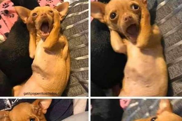 Lluvia de memes por la falla de WhatsApp (+fotos)