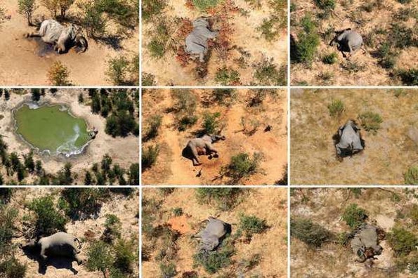 Reportan muerte de más de 360 elefantes en Botswana