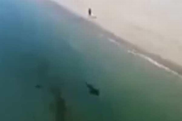 Aparecen tiburones nadando en la orilla de la playa de Los Cabos