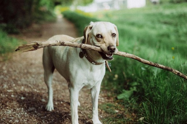 Protege a tu perro, aprende a eliminar garrapatas