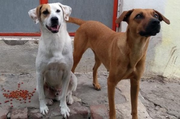 ¿Sabías que hoy es el Día Internacional del Perro Callejero?