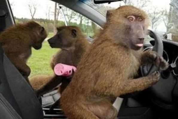 Monos armados causan pánico en safari de Inglaterra (+video)