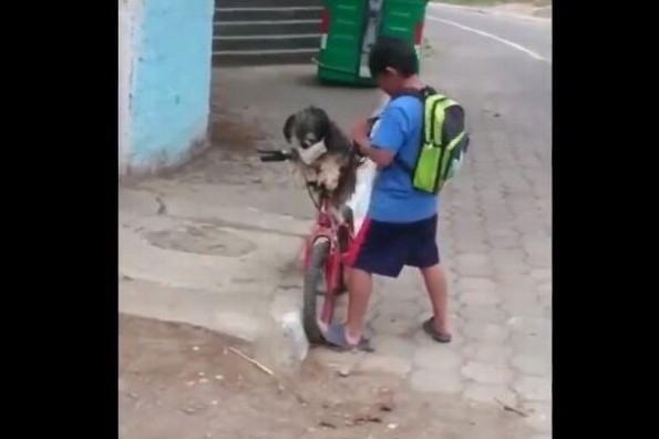 Niño protege a su perrito con cubrebocas para dar paseo en bicicleta (+video)
