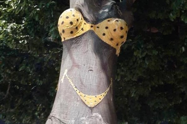 Tiene Veracruz otro Árbol del Bikini (+fotos)