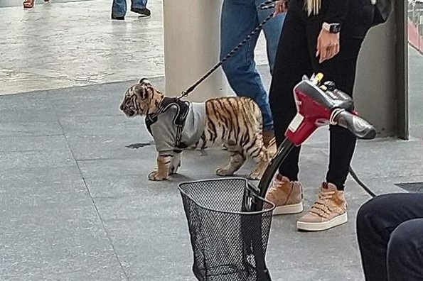 Mujer pasea en plaza comercial con un cachorro de tigre  Mujer pasea en plaza comercial con un cachorro de tigre